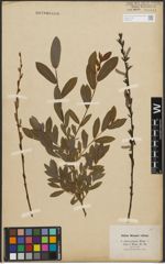 Foto von Salix purpurea L. x Salix repens L.
